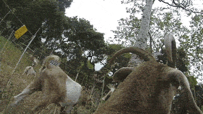 puns goats GIF by Science Friday