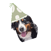 Mayabernesemountaindog party dog aesthetic simple Sticker