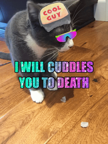 giphygifmaker giphyattribution cuteness cool dude kitten party GIF
