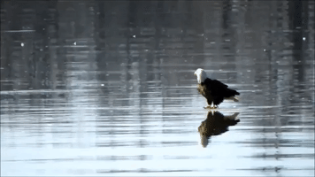 Bald Eagle Floats on Ice Down Mississippi River, Like a Boss