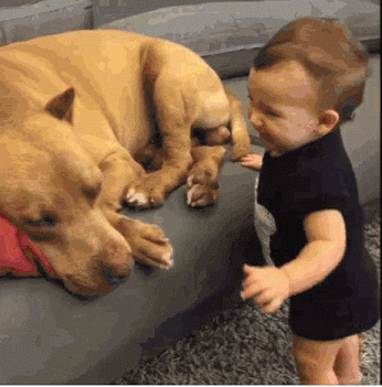 Video gif. A laughing toddler comes up to a dog slumbering on the couch. He giggles and gives the dog a kiss on the snout. He tries to do it again but the dog lifts his face and starts licking the toddler all over instead.