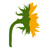 amayajade instagram flower yellow sunflower Sticker