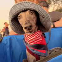 Wait What Dog GIF