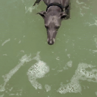 Italian Greyhound Swim GIF