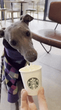 zozothewhippet greyhound zozo whippet puppuccino GIF