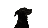 Dog Sticker by Skrz.cz