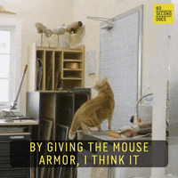 Cat GIF by 60 Second Docs
