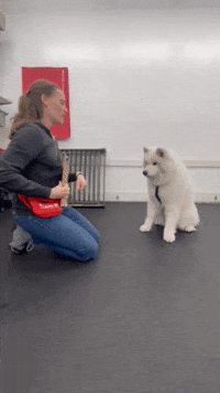 Dog Training Sftd GIF by SchoolForTheDogs