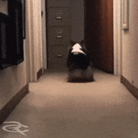 Back It Up Corgi GIF by Respective