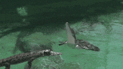 slow motion alligator GIF by HuffPost