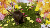 Best Friends Cats GIF by Best Friends Animal Society