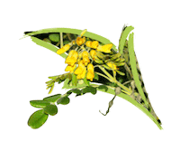 Endangered Species Australia Sticker by NSW Department of Planning, Industry and Environment