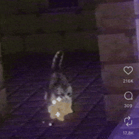 Explosion Cute Cat GIF by Respective