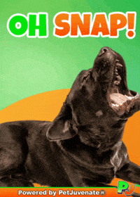 PetJuvenate petjuvenate henlo hooman fren love rescue dogs treatos and woofer for pupper GIF