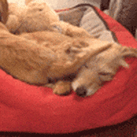 dogs lol GIF by America's Funniest Home Videos