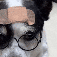 sina_project_ dog no puppy no way GIF