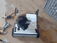 kitten fighting GIF