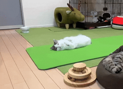 cuteanimalland giphyupload GIF