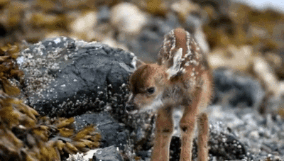 deer cute animals GIF