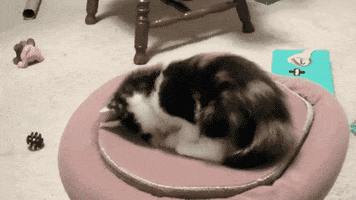 cats playing GIF