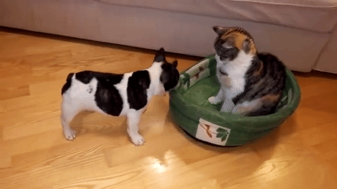 Video gif. Puppy tries to pull a dog bed with its mouth while a cat casually sits inside it.