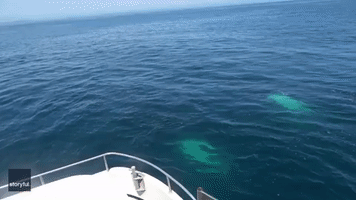 Lucky Whale Watchers Have Magical Humpback Encounter Off Irish Coast