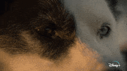 Jeff Goldblum Dogs GIF by National Geographic Channel