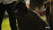 Jeff Goldblum Dogs GIF by National Geographic Channel