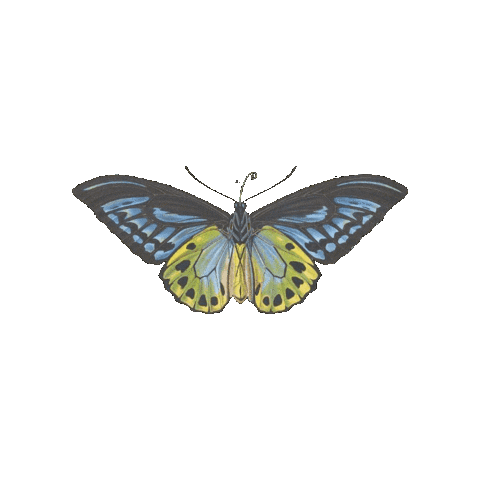 Naturaleza Mariposa Sticker