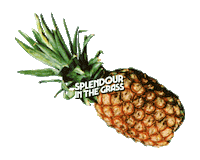 Sitg Sticker by Splendour in the Grass