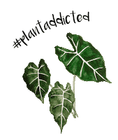 plant plantaddicted Sticker by the Framehouse