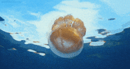 great migrations jellyfish GIF by Head Like an Orange