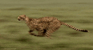 big cats cheetah GIF by Head Like an Orange