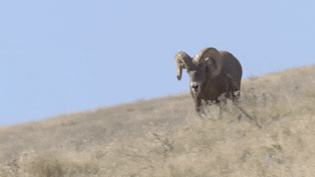 Look Out Hey Now GIF by U.S. Fish and Wildlife Service