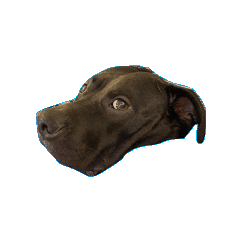 Ogden Sticker by Amanda