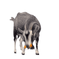 goat eating Sticker by MINI Italia