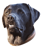 dog wtf Sticker