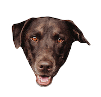 Gifsforgood Sticker by Red Beard