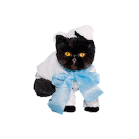 muaddibthecat cat baby sheep persian Sticker