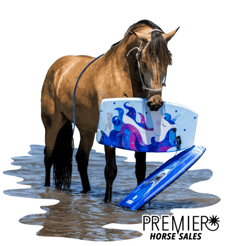 Ridethewave GIF by MM Auction Services, LLC