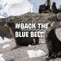 BlueMarineF ocean marine conservation ocean conservation GIF