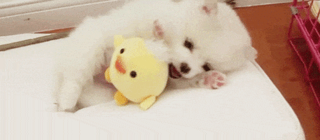 Adorable-animal GIFs - Get the best GIF on GIPHY