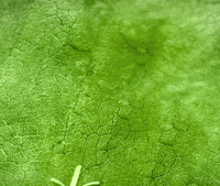 Plant Leaf GIF by ELMØ