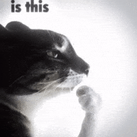 Cat Gang GIF