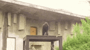 Great Ape Zoo GIF