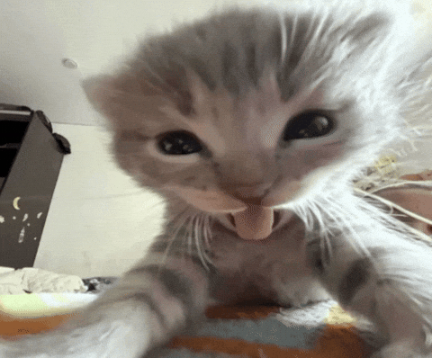 Cat GIF