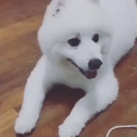 Dog Just Can't Howl Like a Police Siren