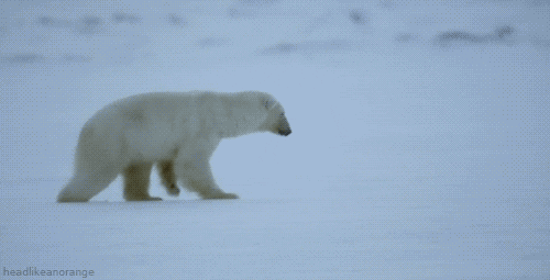 fail polar bear GIF