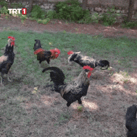 War What GIF by TRT
