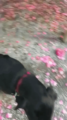 Pup Takes Fetch to a New Level And Brings Her Owner a Brick
